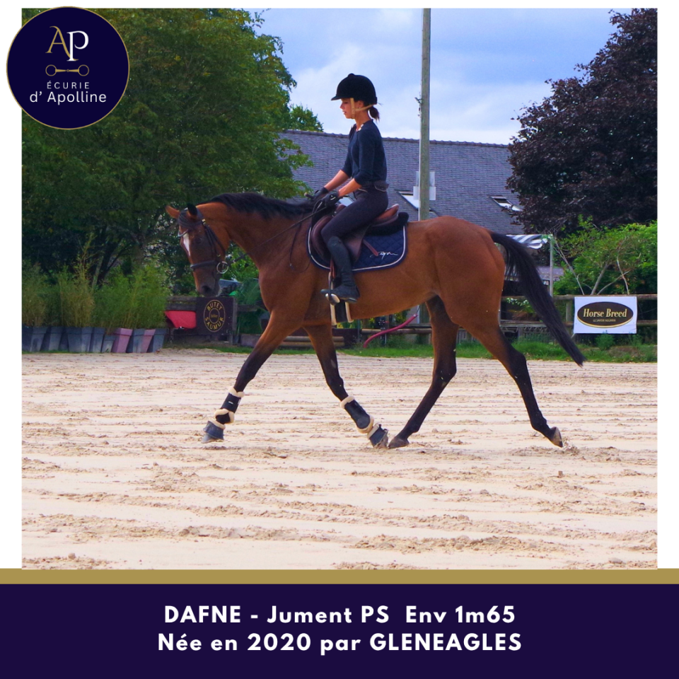 Chc jument de 6 ans env 1m65