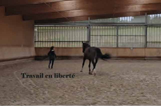 Second Souffle &mdash; &Eacute;thologie, R&eacute;&eacute;ducation & Gardiennage