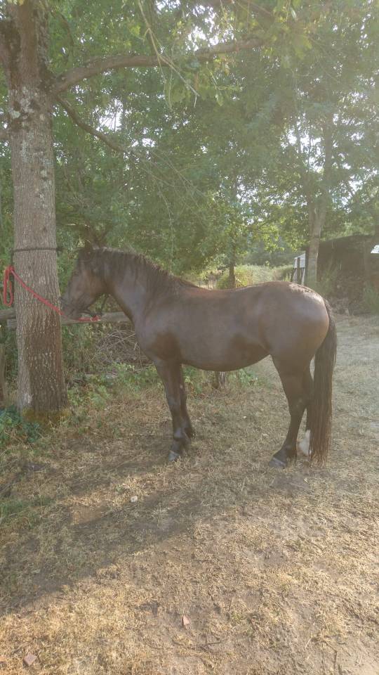 Poney B femelle