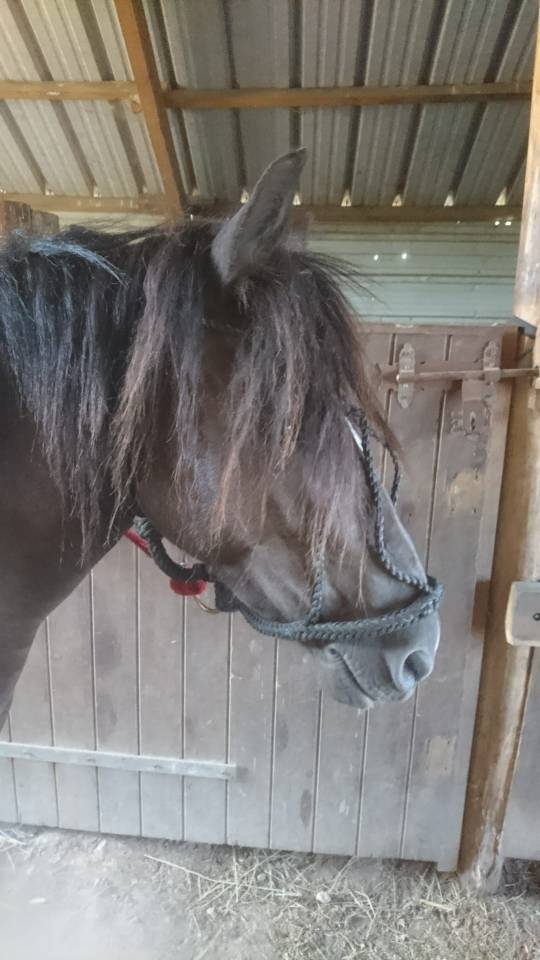 Poney B femelle