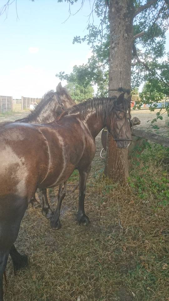 Poney B femelle