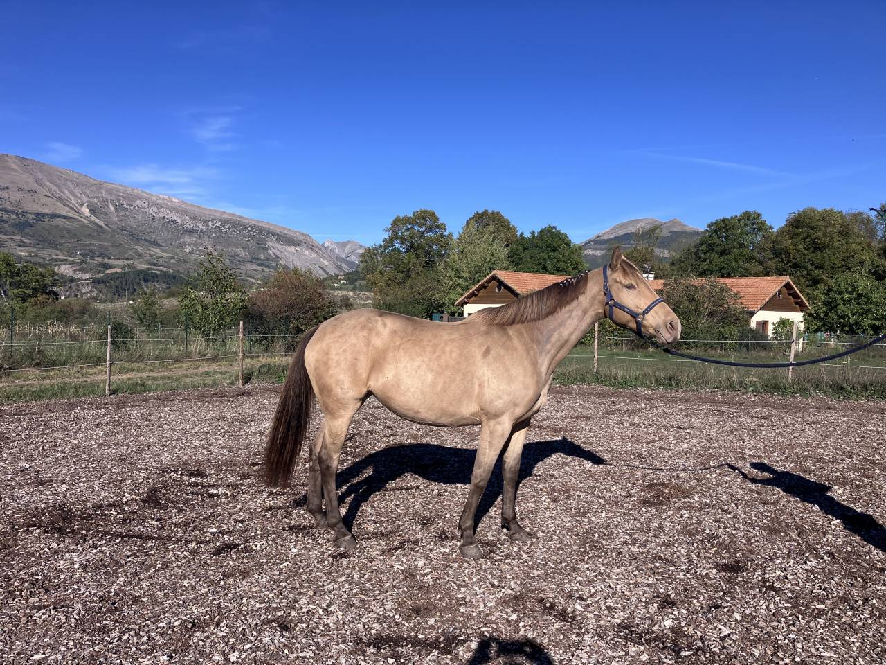 Jument OC de 5 ans, robe champagne