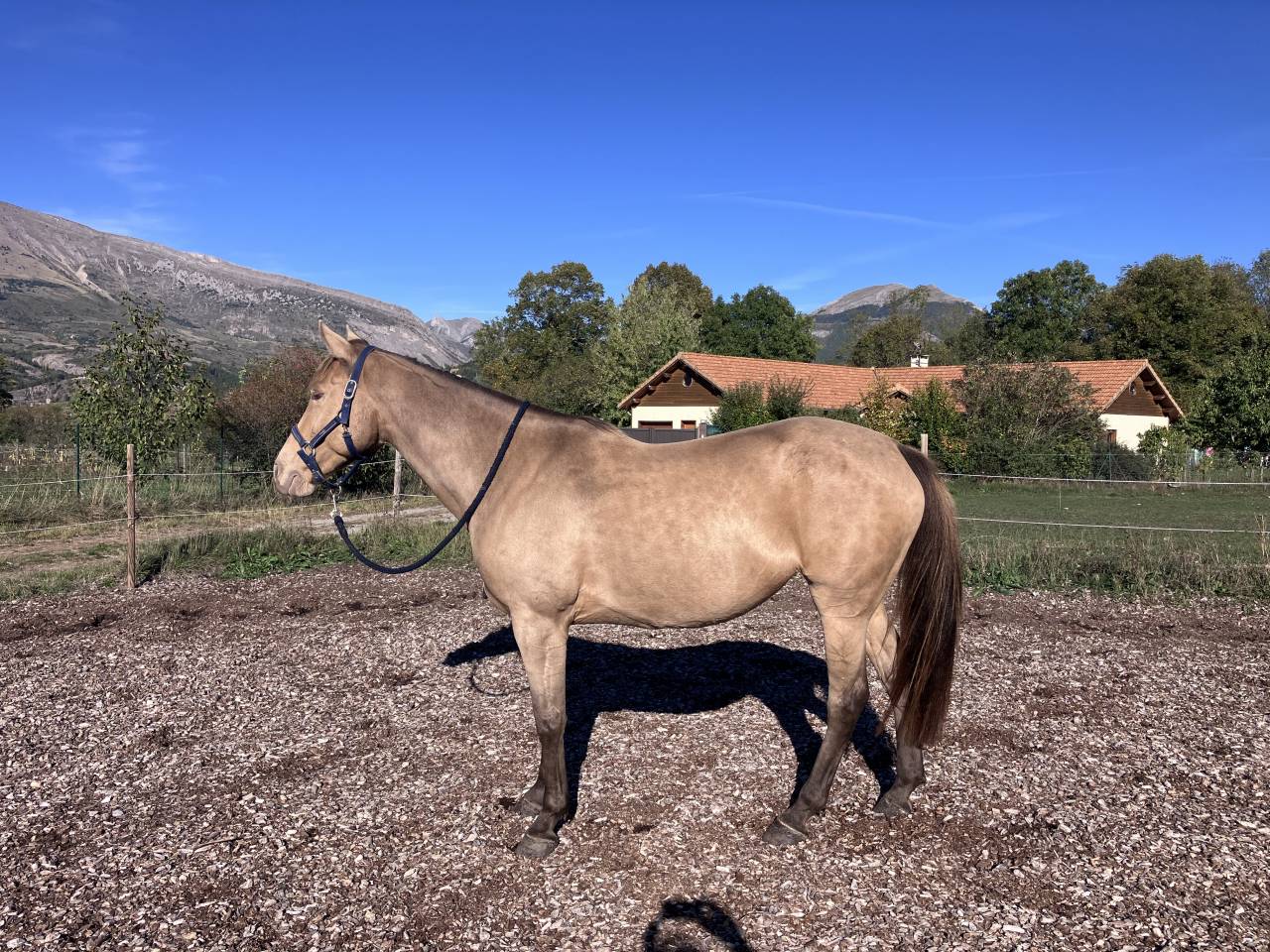 Jument OC de 5 ans, robe champagne