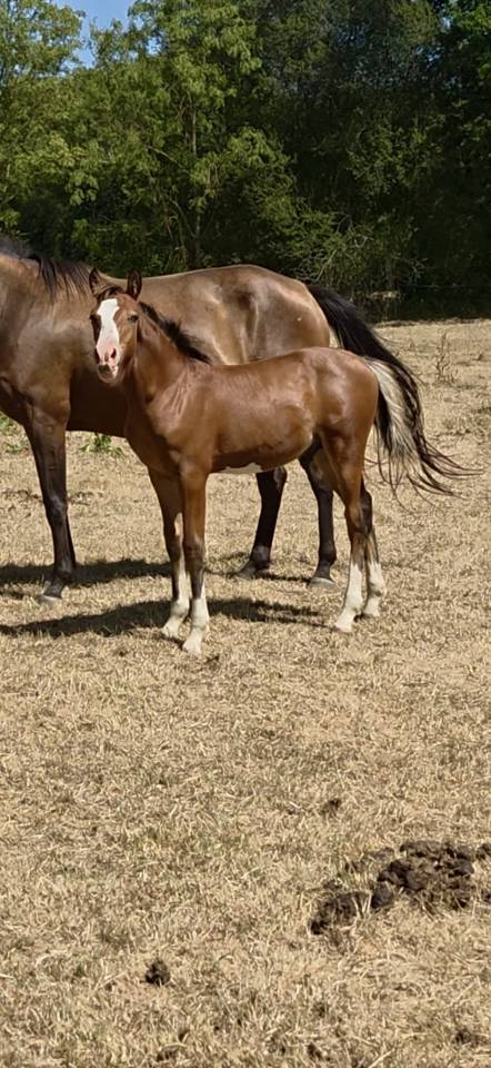 Foal par Goldwyn d&rsquo;Embets