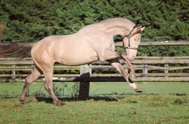 Top poulain noir de dressage 