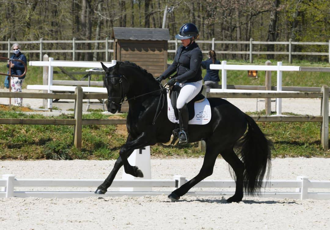 Top poulain noir de dressage 