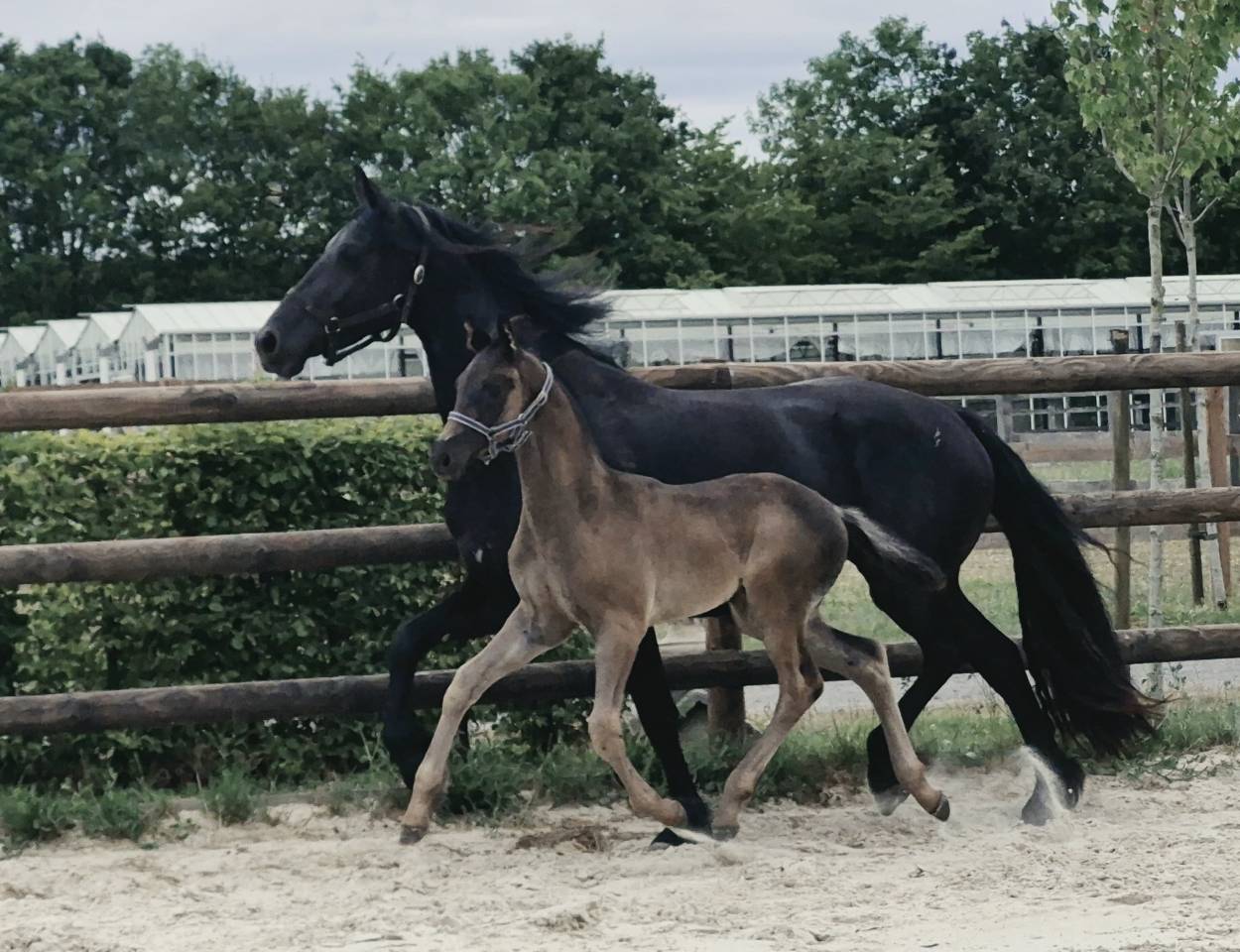 Top poulain noir de dressage 