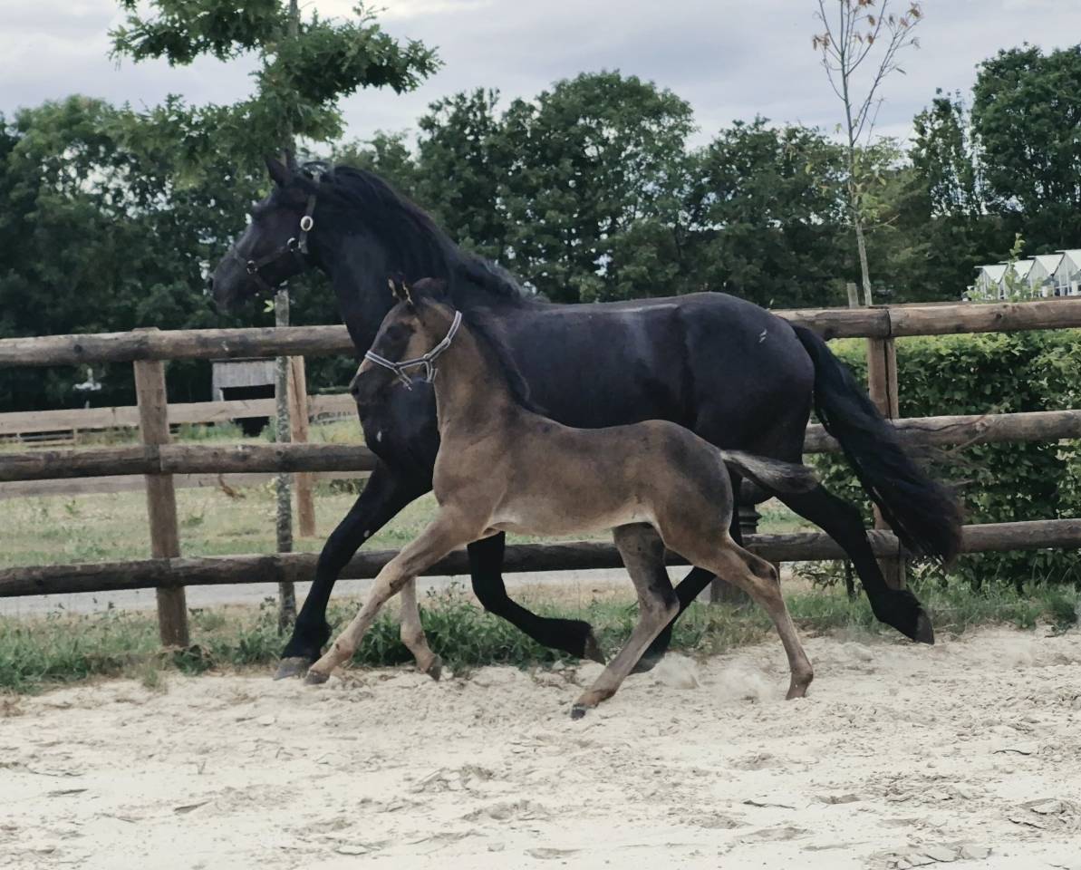 Top poulain noir de dressage 