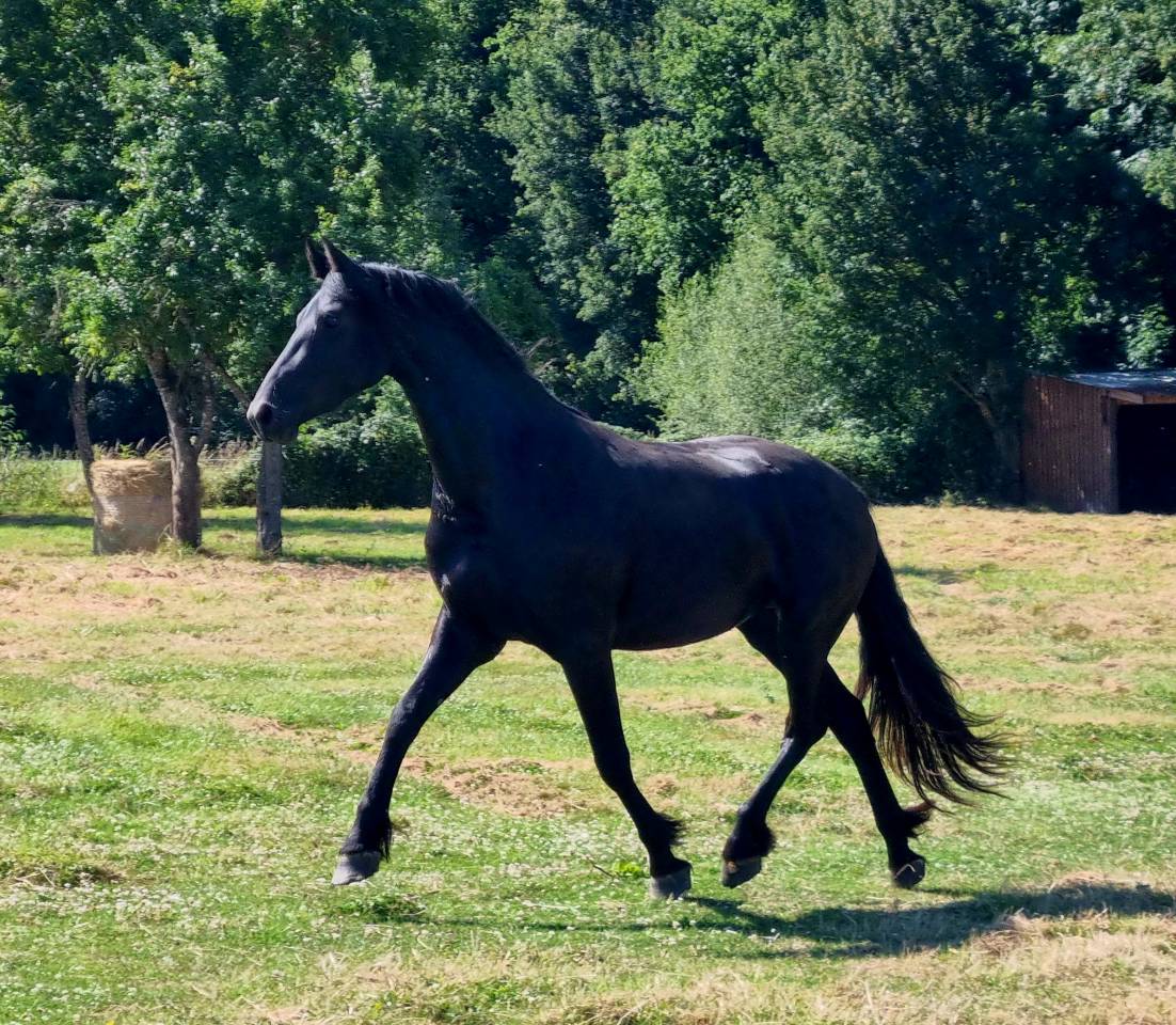 Top poulain noir de dressage 