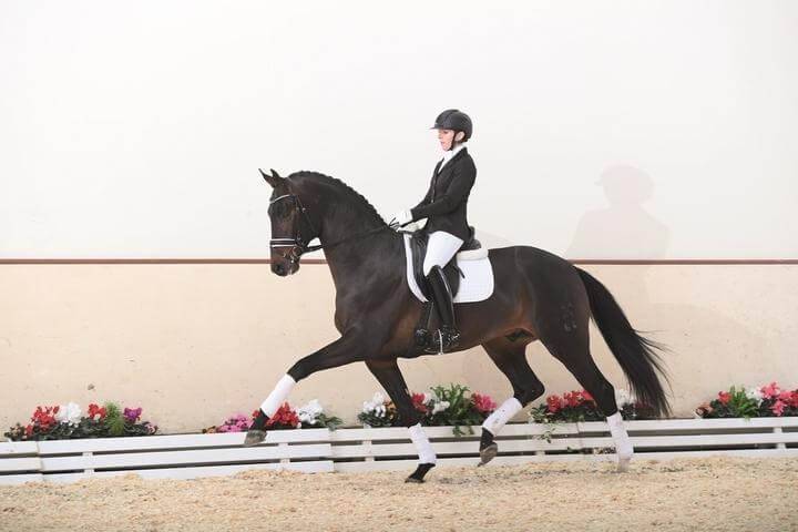 Superbe pouliche de dressage par F&Uuml;RST TOTO 