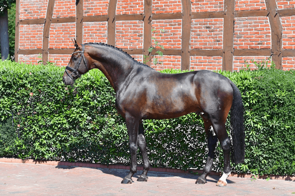 Superbe pouliche de dressage par F&Uuml;RST TOTO 