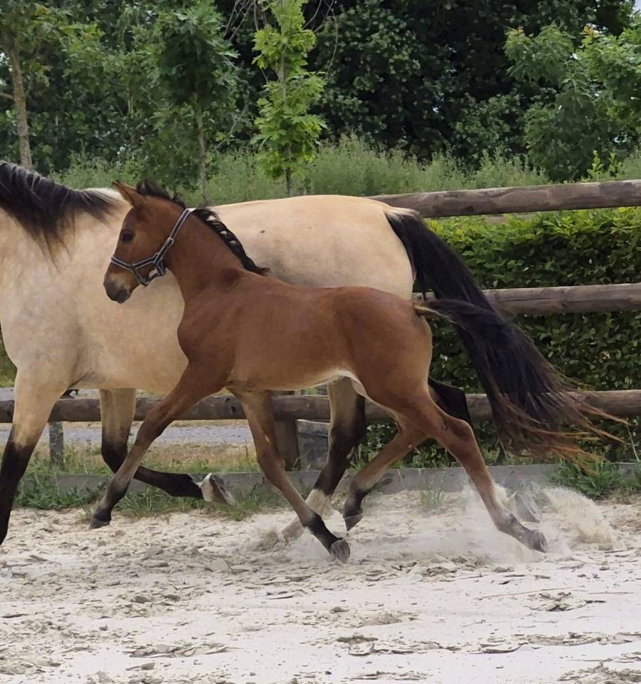 Superbe pouliche de dressage par F&Uuml;RST TOTO 
