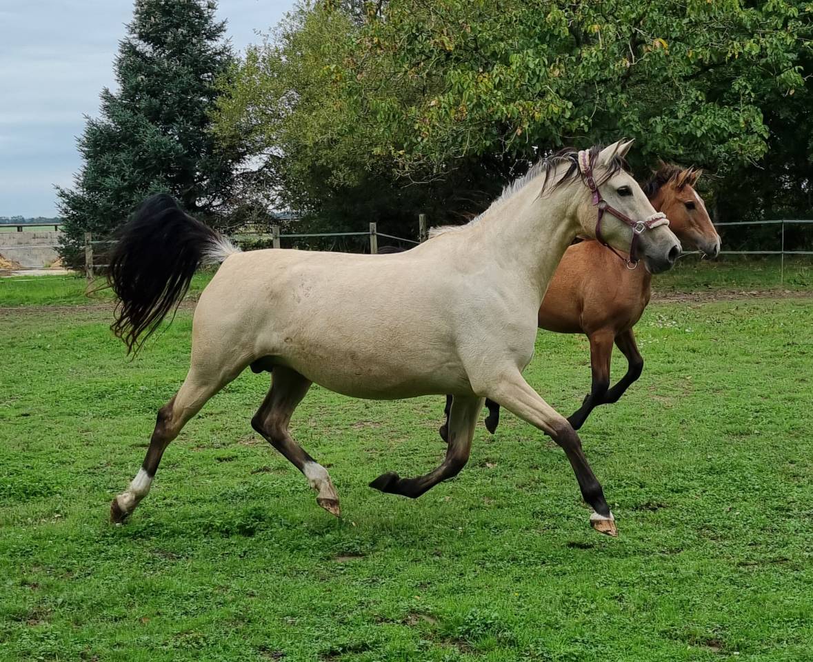 Superbe pouliche de dressage par F&Uuml;RST TOTO 