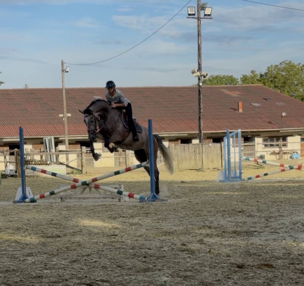 &Agrave; VENDRE - Marquis de St Ladre - Hongre de 4 ans