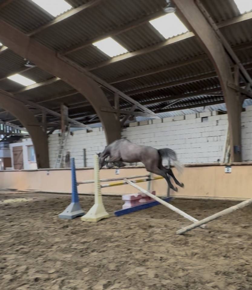 &Agrave; VENDRE - Marquis de St Ladre - Hongre de 4 ans