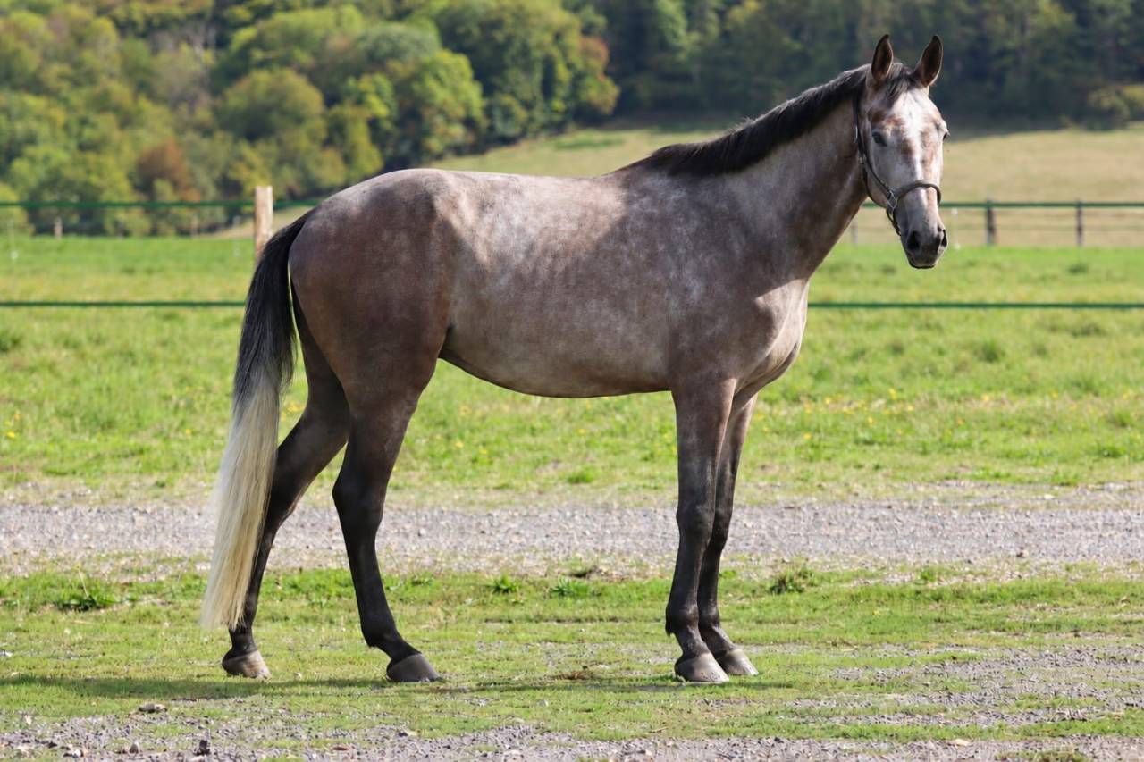 &Agrave; VENDRE - Marquis de St Ladre - Hongre de 4 ans