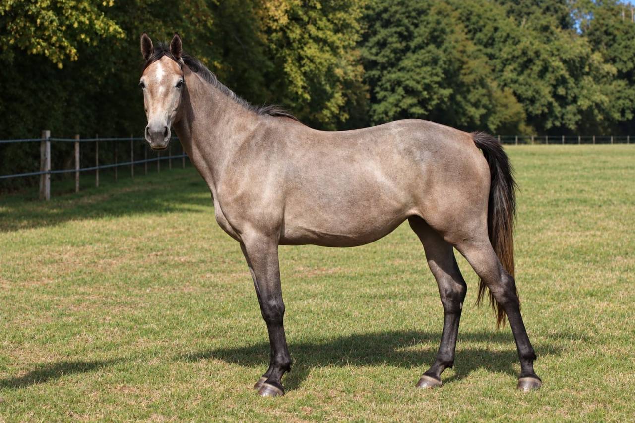 &Agrave; VENDRE - Nacre de St Ladre - jument de 3 ans 