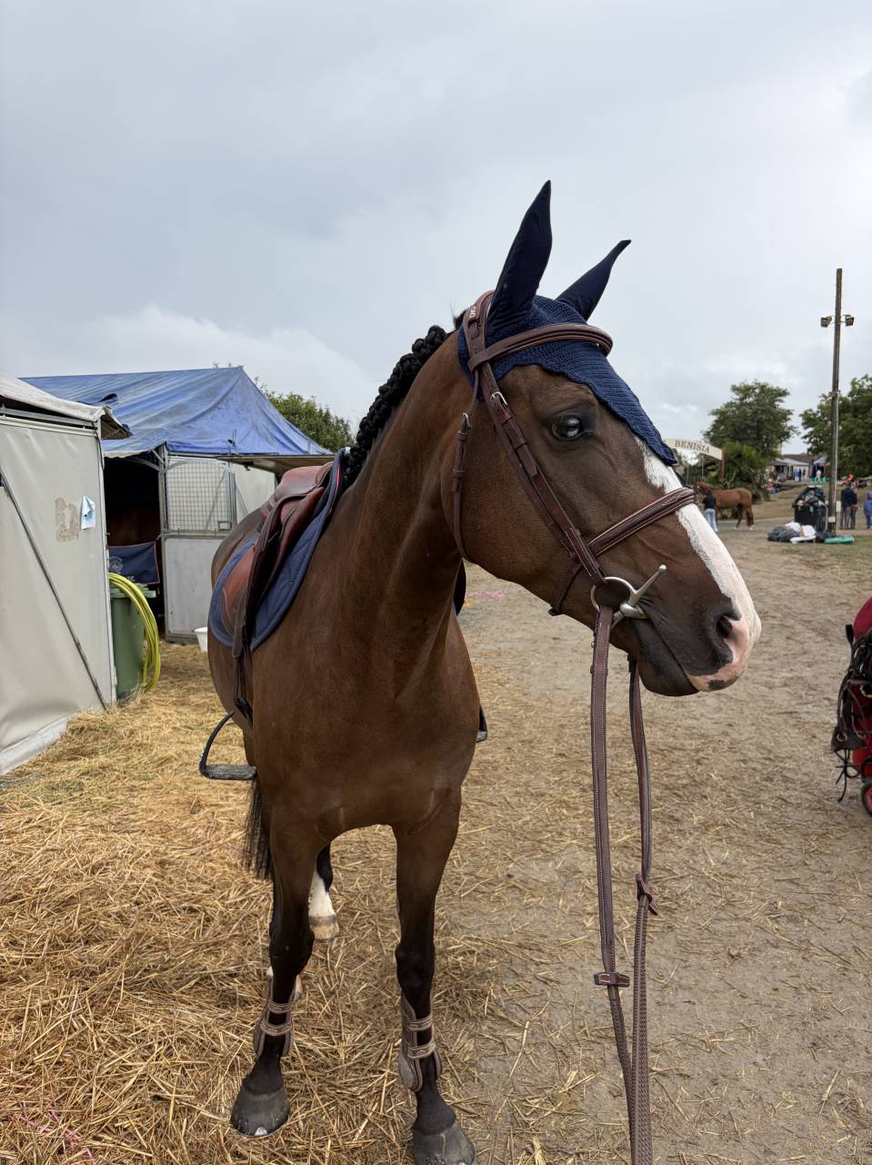 Magnifique hongre de 5 ans par candy de nantuel 