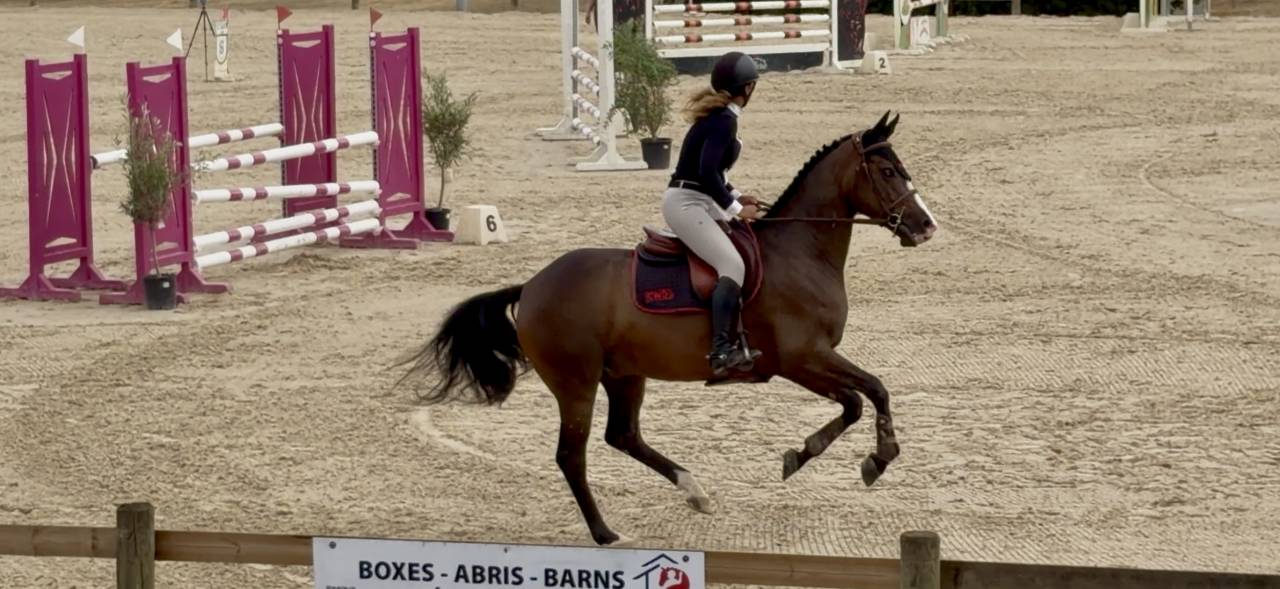 Magnifique hongre de 5 ans par candy de nantuel 