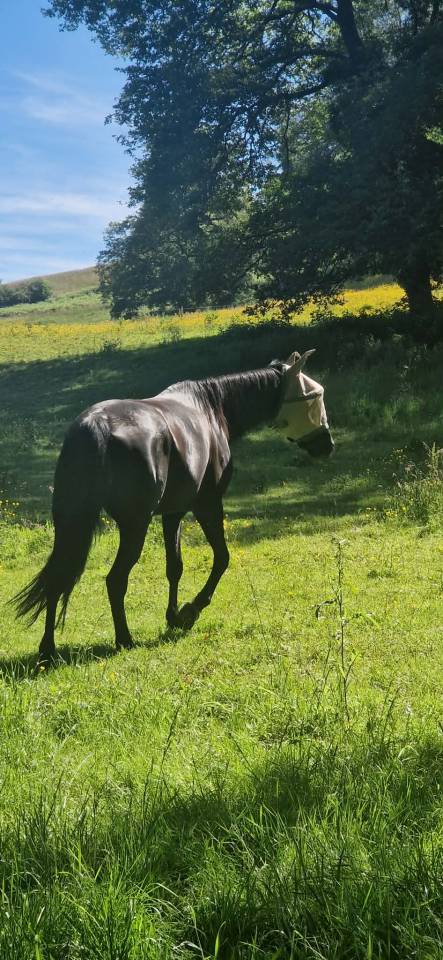 Cheval &agrave; vendre 
