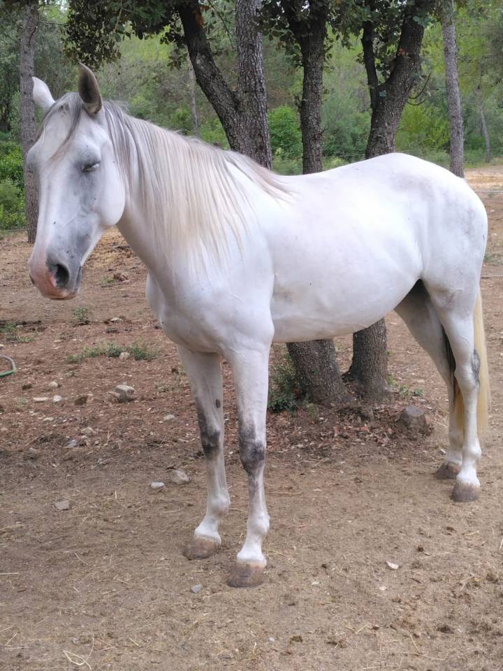 Vends superbe jument gris
