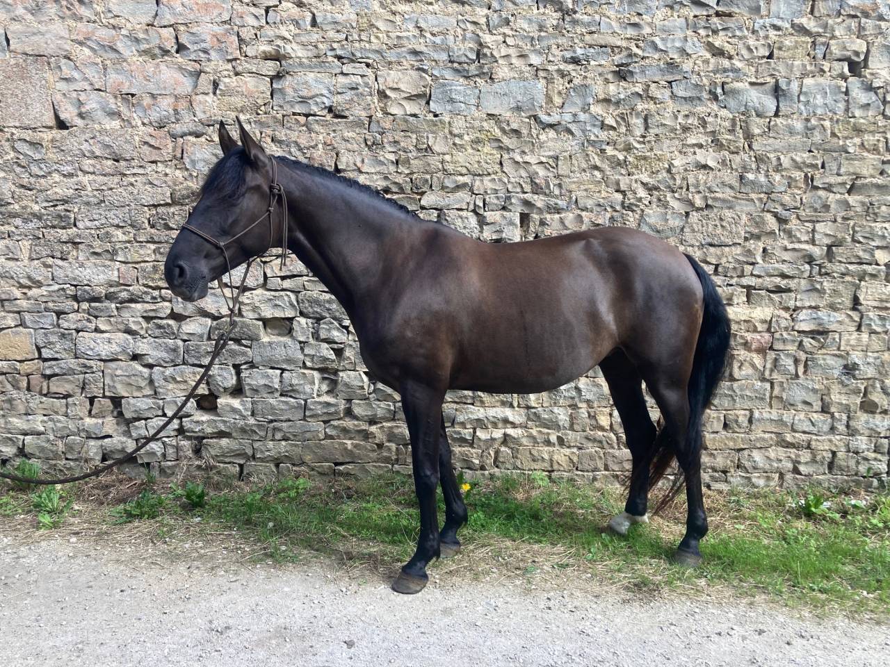 Jument PRE attel&eacute;e, mont&eacute;e