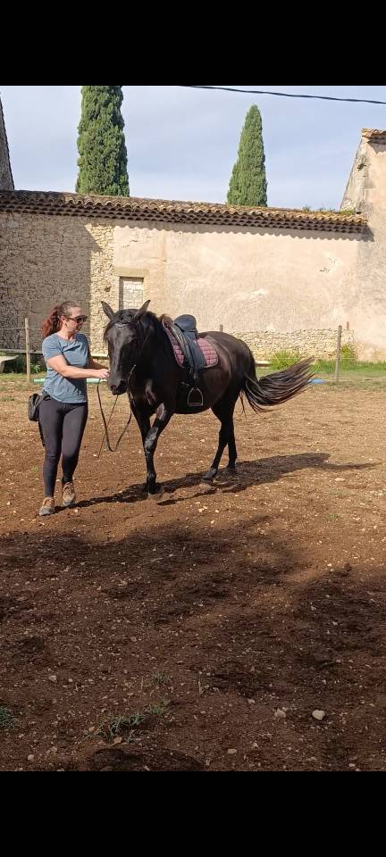 ? NAYA &ndash; JUMENT PRE PLEIN PAPIER &ndash; 3 ANS &ndash; 1,56 M