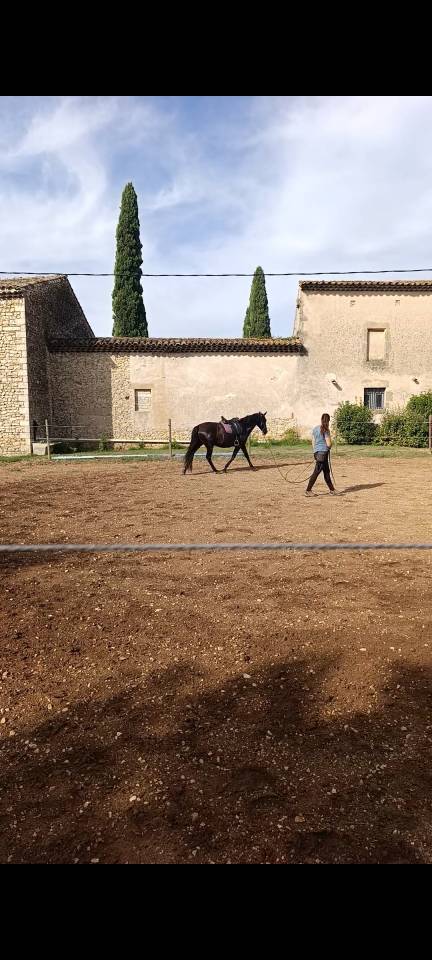 ? NAYA &ndash; JUMENT PRE PLEIN PAPIER &ndash; 3 ANS &ndash; 1,56 M