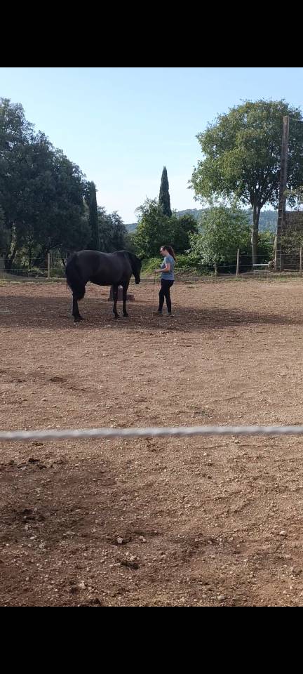 ? NAYA &ndash; JUMENT PRE PLEIN PAPIER &ndash; 3 ANS &ndash; 1,56 M