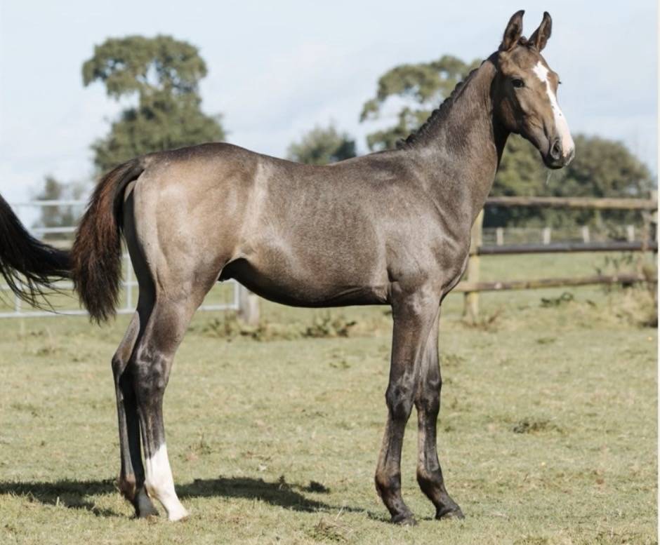 New York morning star 3 ans entier 