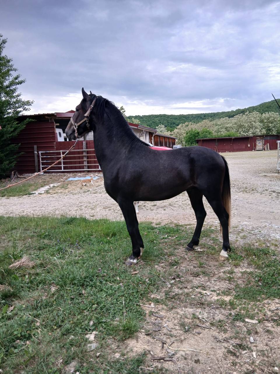 Vends&nbsp;NAJI de Pisterotes, poulain Barbe plein papiers
