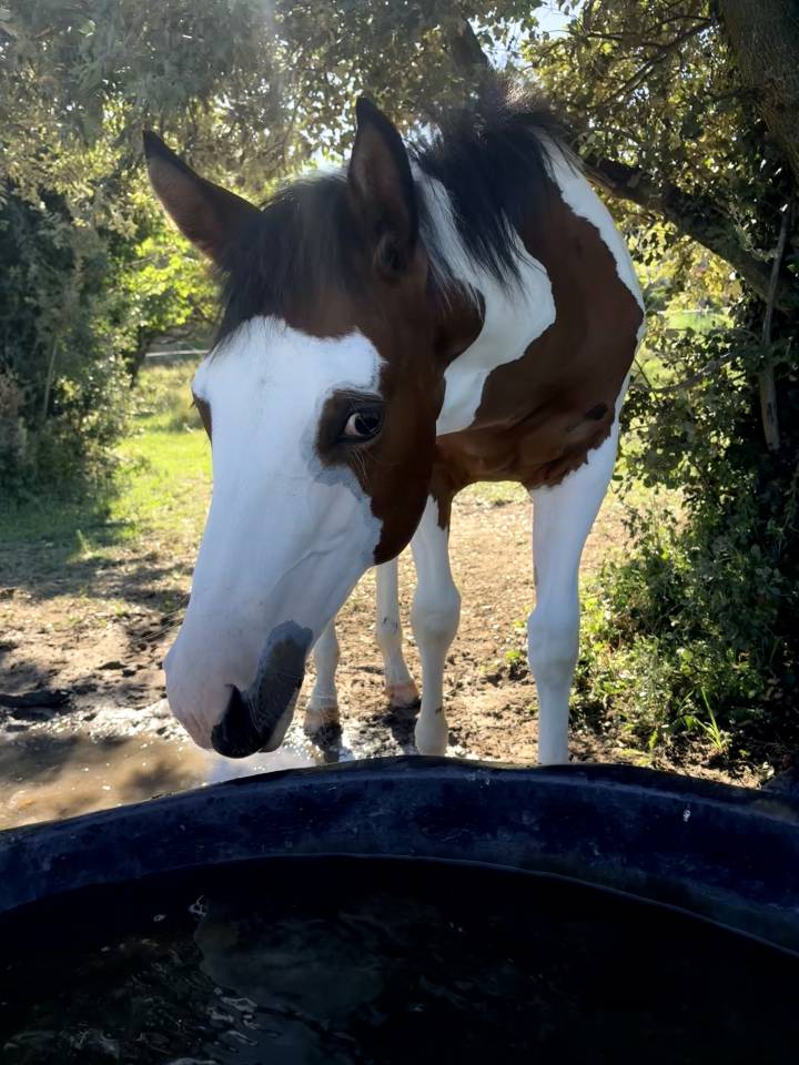PAINT HORSE     APHA et SIRE