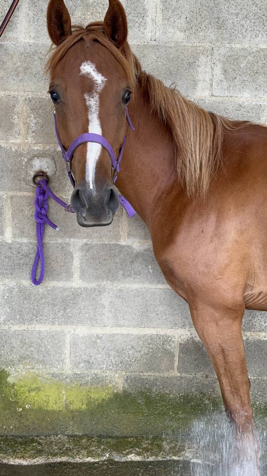 Jeune cheval Anglo-arabe 