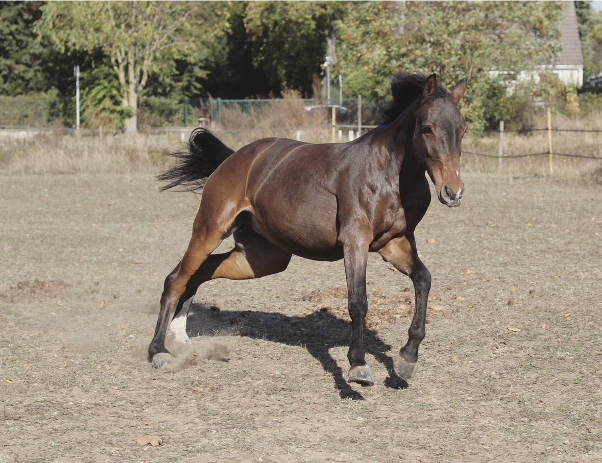 JUMENT &Agrave; VENDRE CSO