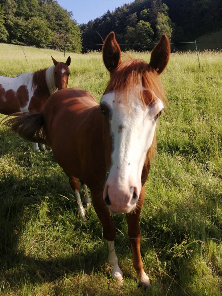 Hongre pp Quarter Horse 