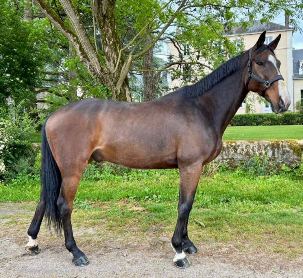 Cheval de sport pour d&eacute;buter en CSO amateur