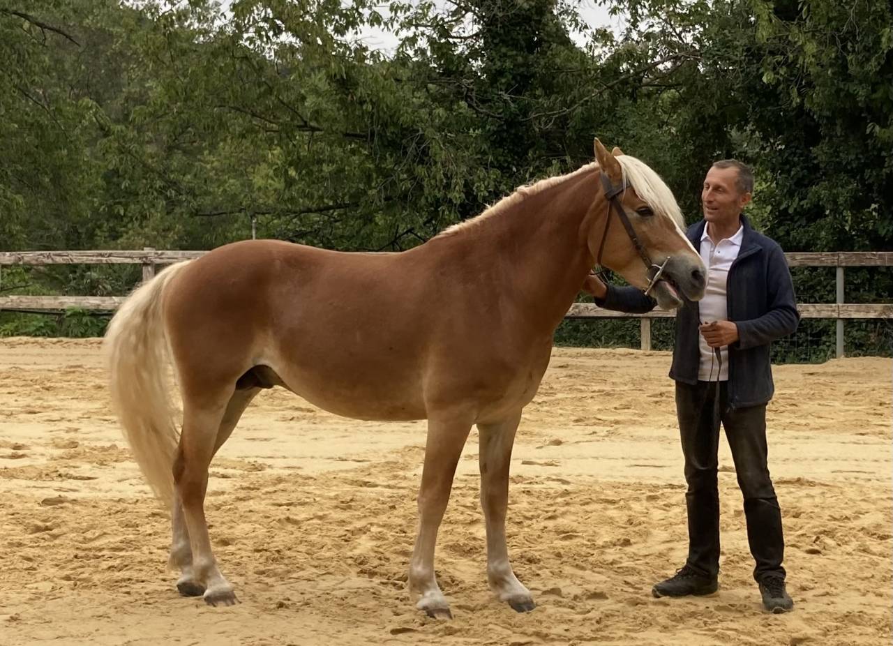 poney hongre Haflinger PP