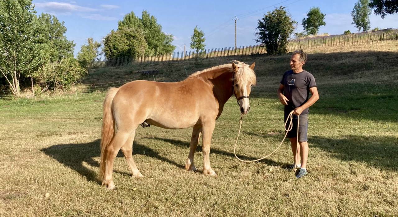 poney hongre Haflinger PP