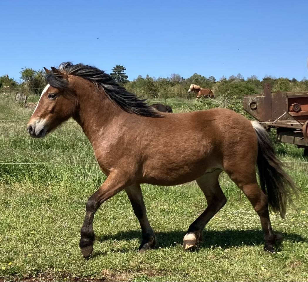 Nalta&iuml; Poney hongre  