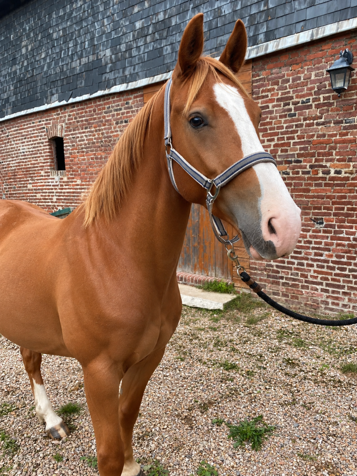 Hongre 4ans x Marius Claudius x Le tot de semilly 