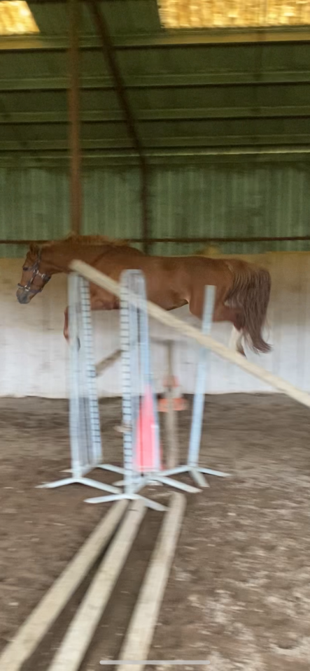 Direct elevage, Poney aBCD  3,4 et 5ans ans
