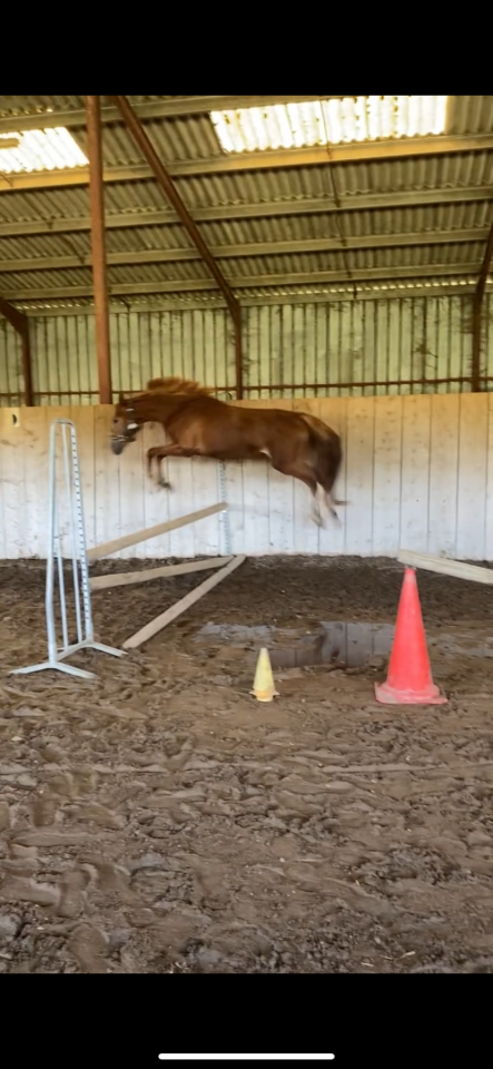 Direct elevage, Poney aBCD  3,4 et 5ans ans