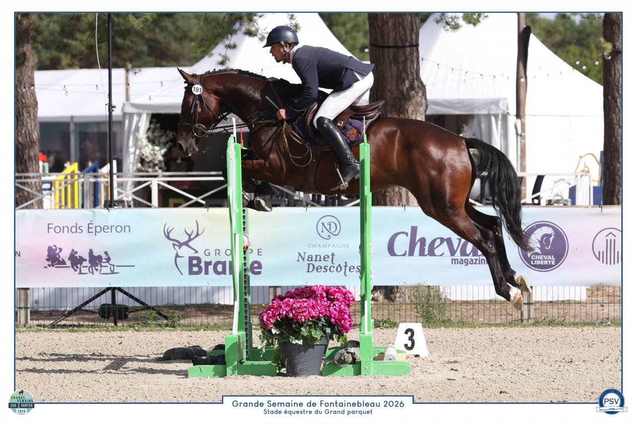 Superbe jument SF 4 ans CSO/CCE/Hunter avec top origine