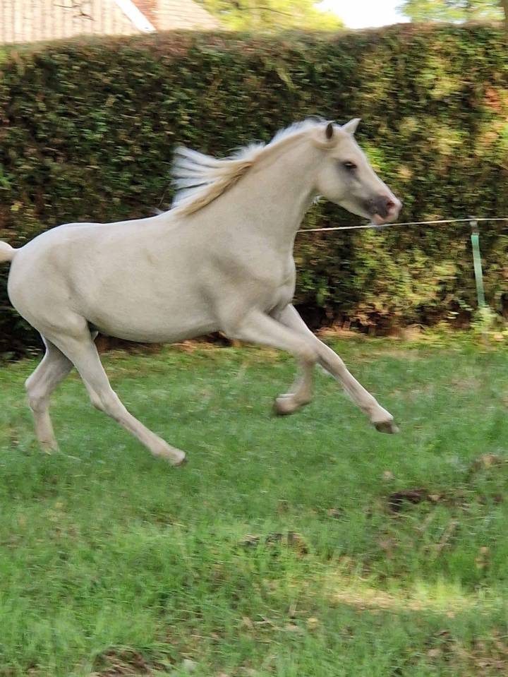 Poneys &agrave; vendre ou confier