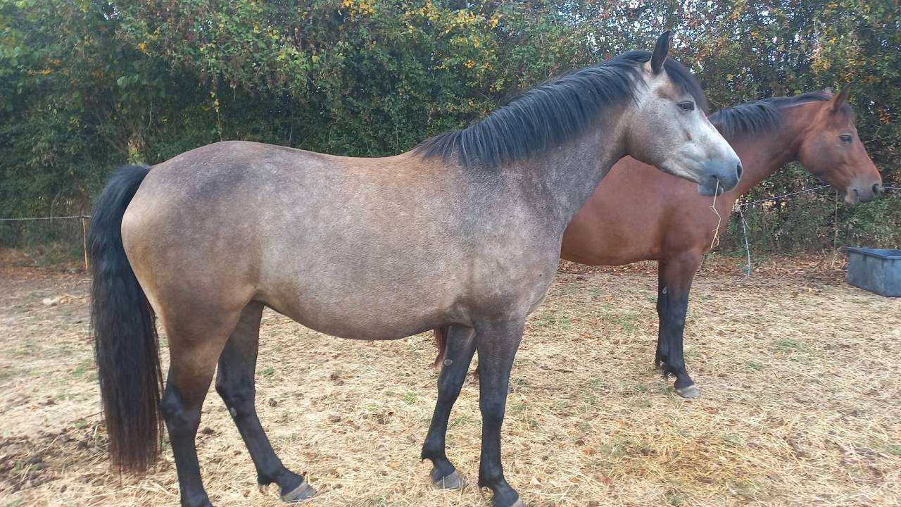 Poneys &agrave; vendre ou confier