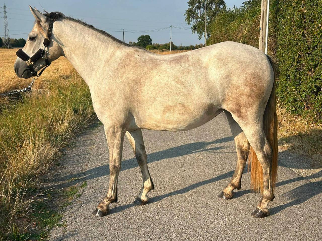 Poneys &agrave; vendre ou confier