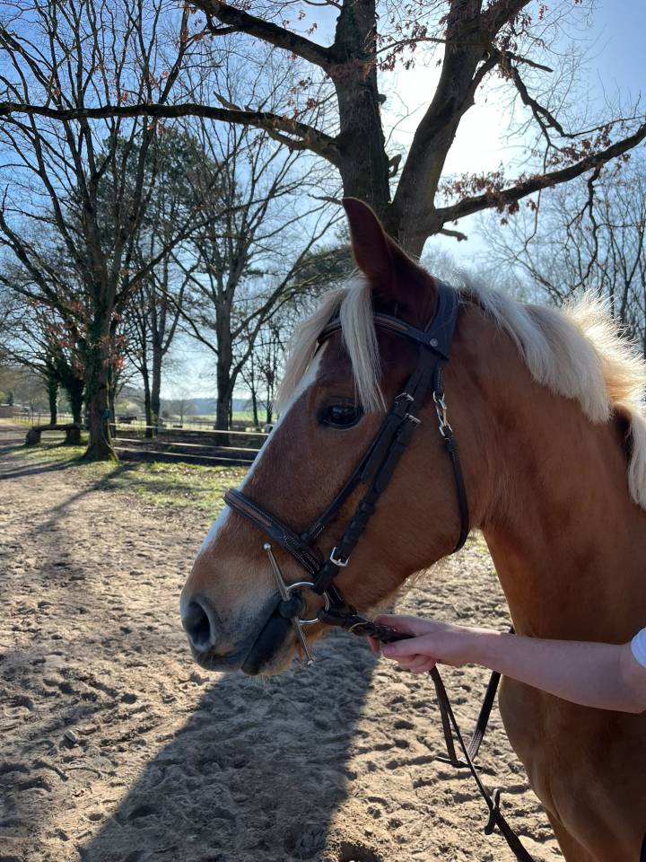 My Dream de Feinn H 4 ans D gros moyens CSO a vendre 91