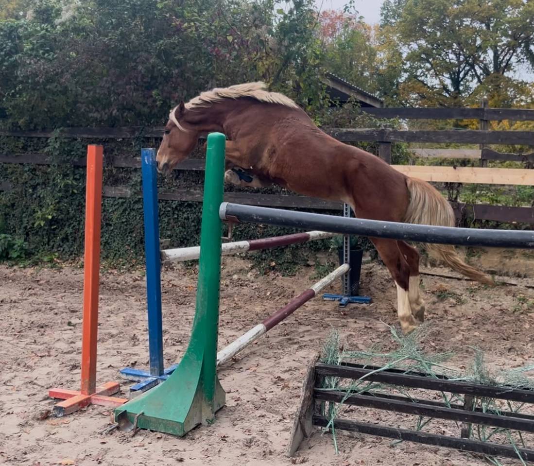 My Dream de Feinn H 4 ans D gros moyens CSO a vendre 91