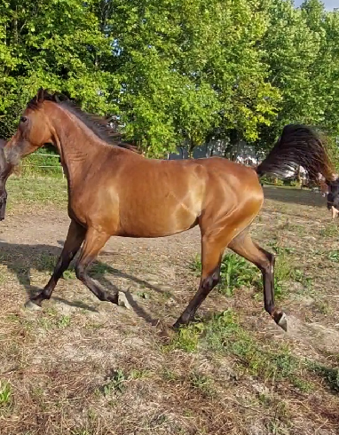 jument Anglo arabe 4 ans Section 1