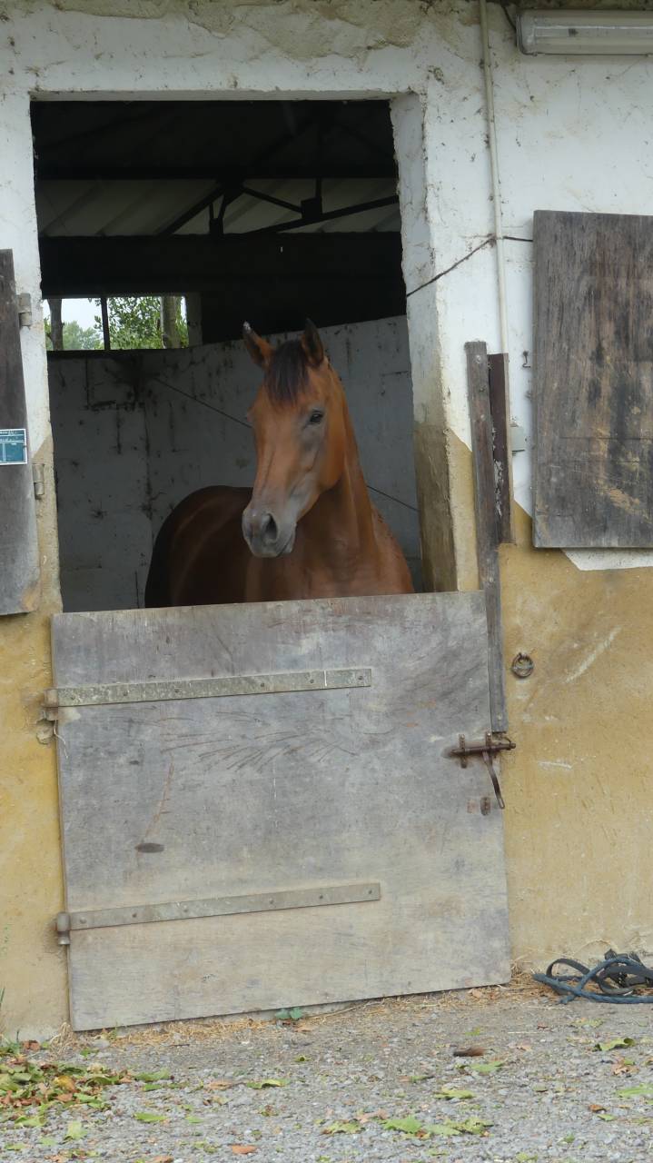 jument Anglo arabe 4 ans Section 1